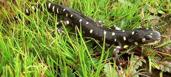 California tiger salamander